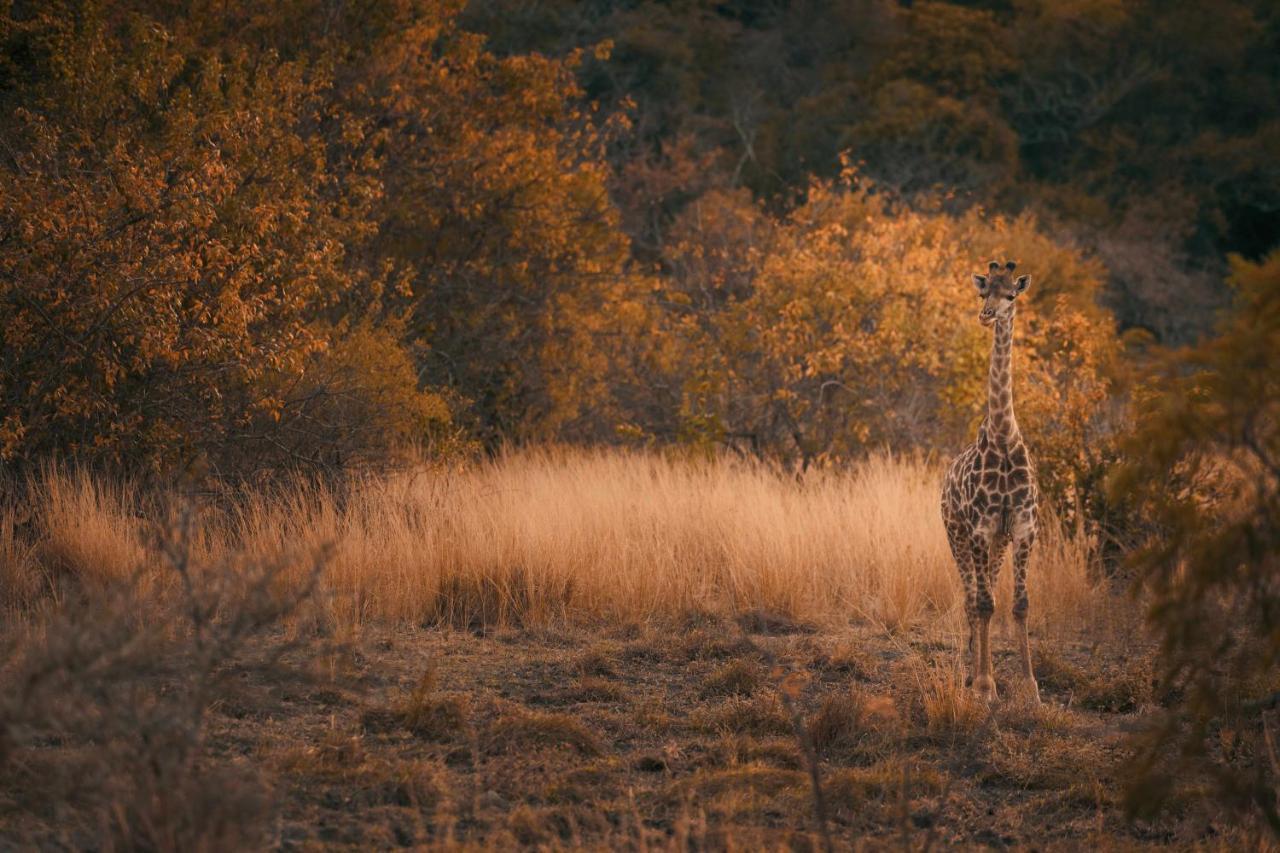 Leshiba Wilderness Villa Louis Trichardt Dış mekan fotoğraf