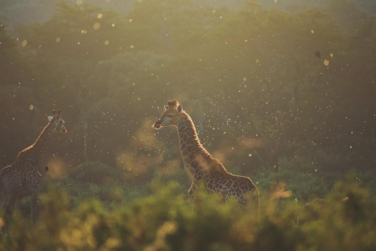 Leshiba Wilderness Villa Louis Trichardt Dış mekan fotoğraf